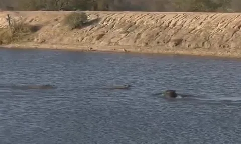 CLIP: Hà mã hóa 'người hùng', vội vàng giải cứu linh dương khỏi cá sấu nhưng cái kết mới 'sốc'