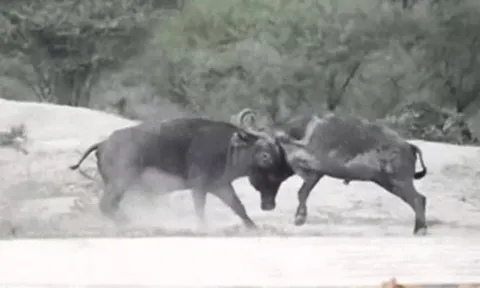 CLIP: Mãn nhãn trước màn đọ sức 'nảy lửa' của 2 con trâu rừng