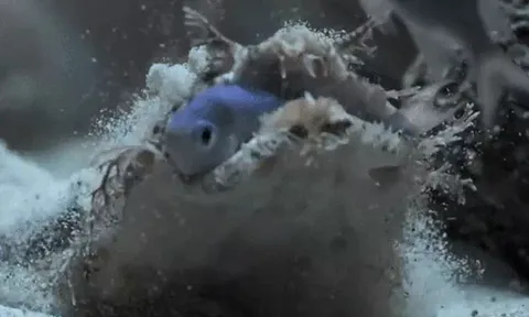 CLIP: Cá mập thảm “Sát thủ ngụy trang” dưới đáy đại dương