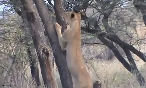 CLIP: Sư tử bất ngờ leo cây săn khỉ đầu chó