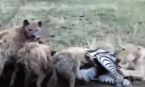 CLIP: Sư tử vất vả hạ gục ngựa vằn, đàn linh cẩu kéo đến “chia phần”