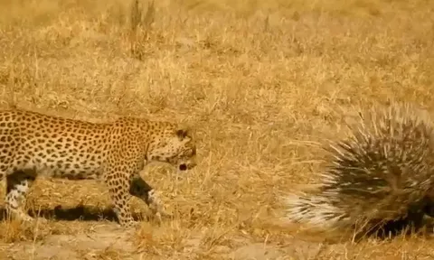 CLIP: Báo hoa mai bị nhím gai "phản đòn", thất bại ê chề, toàn thân đầy thương tích