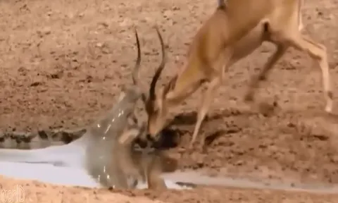 CLIP: Cá sấu tung cú đớp cực nhanh, hạ sát linh dương trong nháy mắt