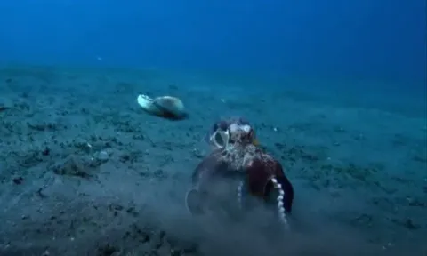 CLIP: Kỳ lạ, bạch tuộc dừa biết sử dụng công cụ để săn mồi