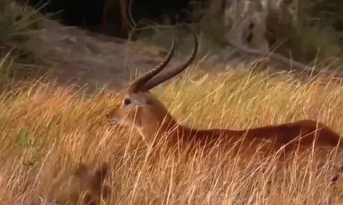 CLIP: Đàn chó hoang châu Phi hạ gục linh dương giữa thảo nguyên