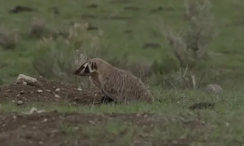 CLIP: Màn săn mồi kỳ lạ, lửng hợp tác với sói đồng cỏ để săn mồi