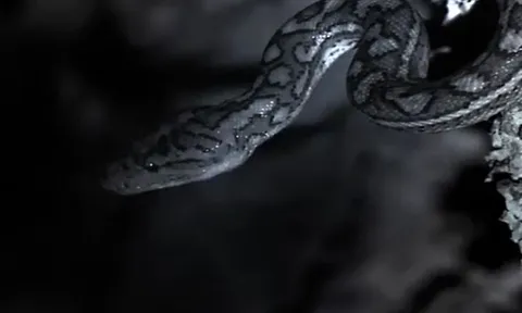 CLIP: Trăn treo mình trên vách đá vồ dơi trong bóng tối