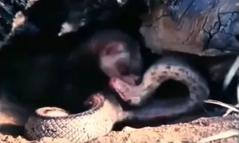 CLIP: Rắn nước liều lĩnh chui vào hang chồn để săn mồi và cái kết