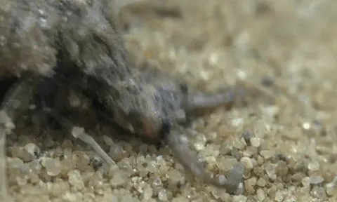 CLIP: Cuộc săn mồi chết chóc của "sát thủ cát nóng" dưới cái nắng 70 độ C