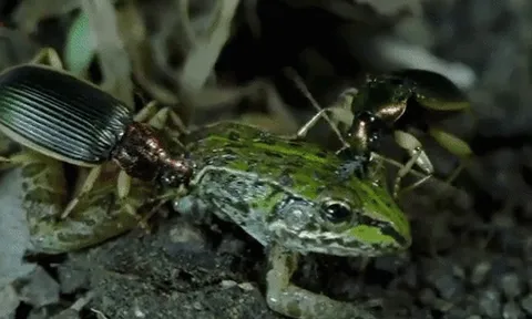 CLIP: Bọ cánh cứng "lật kèo" ngoạn mục biến kẻ săn mồi thành con mồi