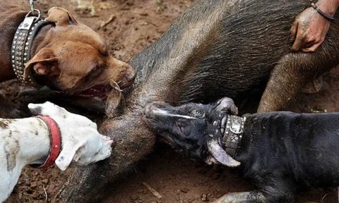 CLIP: Đàn chó pitbull tử chiến với lợn rừng giữa thiên nhiên hoang dã