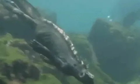 CLIP: Cận cảnh màn săn mồi của kỳ nhông biển khổng lồ