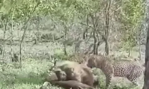 CLIP: Bị cướp mồi, báo hoa mai quay lại phục hận khiến linh cẩu tháo lui