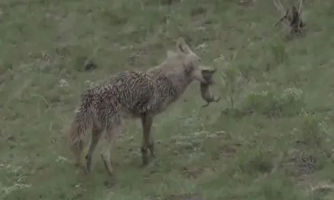 CLIP: Lửng và sói đồng cỏ 'bắt tay' hợp tác săn mồi và cái kết mĩ mãn