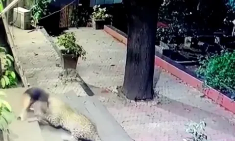 CLIP: Đang ngủ, chó nhà bị báo hoa mai cắn cổ lôi đi và cái kết khó tin