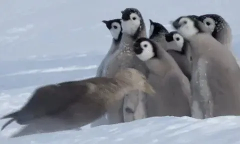 CLIP: Đàn chim cánh cụt “xếp đội hình”, đẩy lùi kẻ săn mồi xảo quyệt