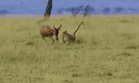 CLIP: Báo cheetah bị linh dương "phản đòn" đuổi chạy thục mạng