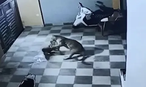 CLIP: Đang cắn xé chó nhà, báo hoa mai bất ngờ bỏ lại con mồi rồi trèo tường bỏ chạy đầy khó hiểu