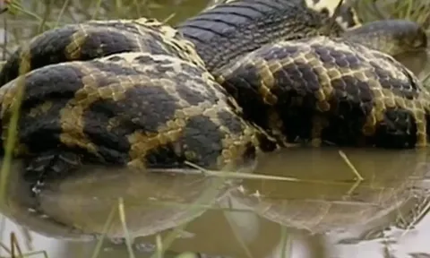 CLIP: Trăn khổng lồ siết chết cá sấu Caiman sau pha phục kích ngoạn mục