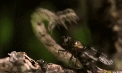 CLIP: Rợn người với màn săn mồi của loài sâu bướm ăn thịt