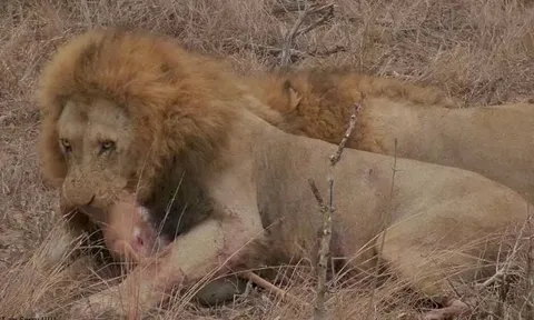 CLIP: Cuộc chiến của những 'vị vua đồng cỏ' để tranh giành xác linh dương Impala