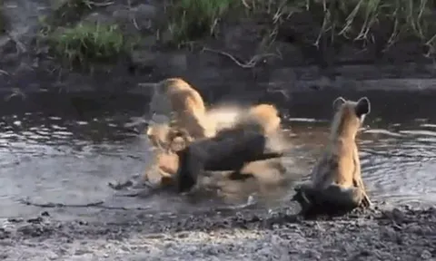 CLIP: Chủ động húc linh cẩu, linh dương phải trả giá bằng cả tính mạng