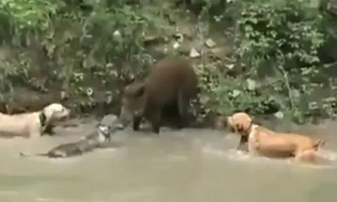 CLIP: Lợn rừng bị 5 chó pitbull hợp lực hạ gục sau màn thủy chiến nghẹt thở dài 4 phút