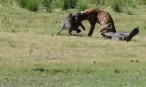 CLIP: Đang vật lộn với lợn rừng bỗng bị cá sấu cắn lén, hổ có màn né đòn nhanh như chớp