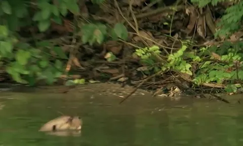 CLIP: Đi vào địa bàn của đàn rái cá khổng lồ, cá sấu caiman bị 'đánh hội đồng' và cái kết