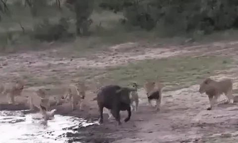 CLIP: Bị 11 con sư tử truy sát, trâu rừng vẫn có màn tẩu thoát ngoạn mục