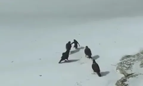 CLIP: Cặp vịt "anh hùng" lao vào trận chiến, giải cứu chim cánh cụt con khỏi nanh vuốt chim săn mồi