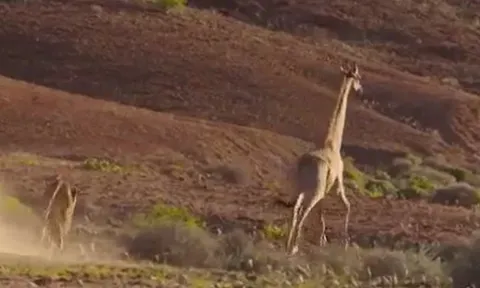 CLIP: Bị phản đòn, sư tử cái lĩnh cú húc trời giáng từ hươu cao cổ