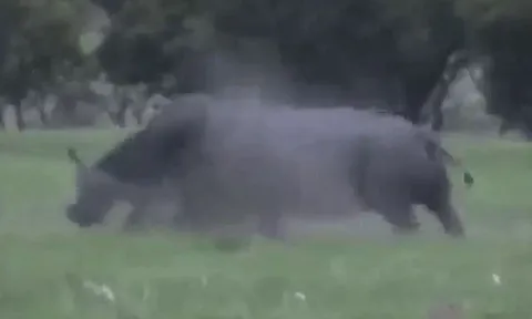 CLIP: Trêu chọc tê giác, trâu rừng bị đối thủ húc tung lên không trung