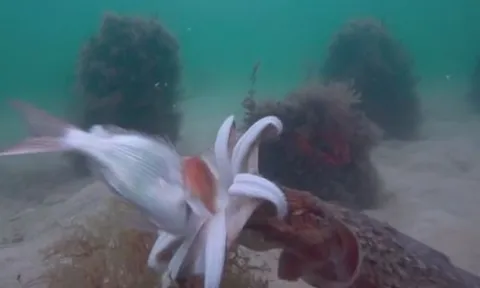 CLIP: Màn săn mồi chớp nhoáng của bậc thầy ngụy trang mực nang