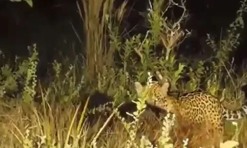 CLIP: Đêm hôm đi săn thú ăn kiến, báo đốm nhận cái kết 'bẽ mặt'