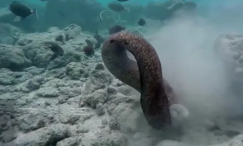 CLIP: Cá chình moray đối đầu bạch tuộc, thợ lặn cũng không thoát nạn