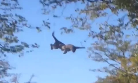 CLIP: Báo đói liều mình săn sóc, nhận cái kết đau đớn