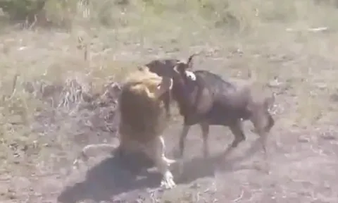 CLIP: Linh dương đầu bò vừa vượt sông đã rơi vào nanh vuốt tử thần