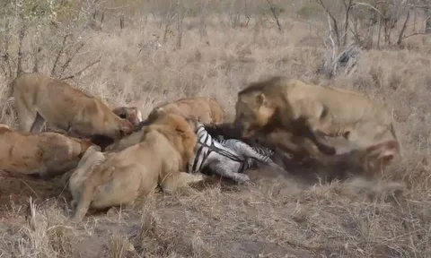 CLIP: Sư tử đực liên tục vả vào đầu sư tử cái khi tranh giành xác ngựa vằn