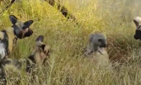 CLIP: Bầy chó hoang “hội đồng” xử lý linh cẩu đơn độc