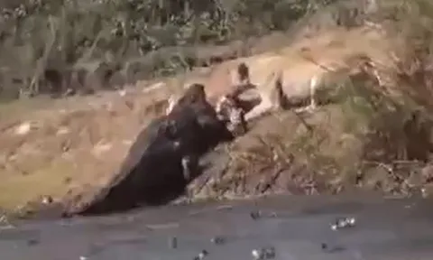 CLIP: Cá sấu vừa săn được linh dương chưa kịp thưởng thức thì sư tử đã vội tới giành phần và cái kết