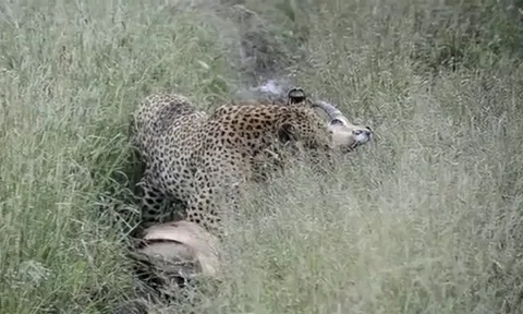 CLIP: Chạy sai hướng, linh dương Impala trở thành bữa ăn cho báo hoa mai