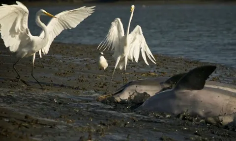 CLIP: Cá heo hợp sức săn mồi, chim cò "hưởng sái" bữa tiệc thịnh soạn