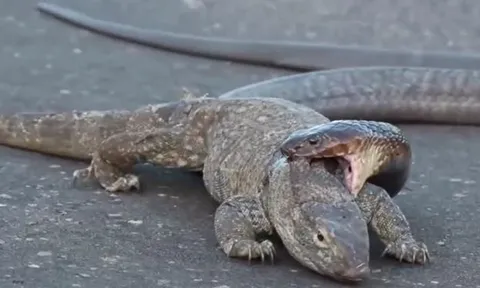 CLIP: Kỳ đà bị rắn hổ mang cắn xé giữa đường và cái kết khó tin