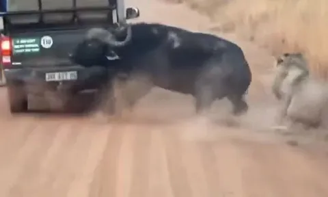 CLIP: Bị sư tử truy sát, trâu rừng nổi điên húc nổ lốp xe ô tô của du khách để dọa kẻ đi săn rồi chạy thoát thân
