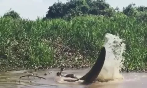 CLIP: Báo đốm chột mắt phi xuống sông tóm gọn cá sấu trong tích tắc