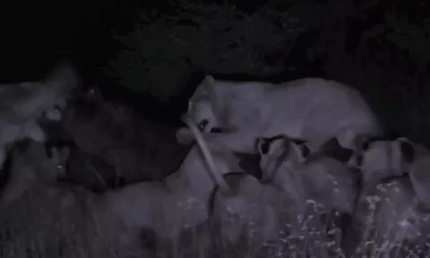 CLIP: Hà mã ngoạm nát đầu sư tử cái, thoát khỏi vòng vây của 26 con sư tử đói