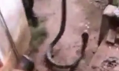 CLIP: Kinh hãi trước khoảnh khắc người đàn ông dùng tay không bắt sống rắn hổ mang chúa dài hơn 3 mét