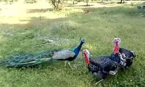 CLIP: Dại dột trêu chọc 2 con gà tây, chim công bị đánh cho tả tơi