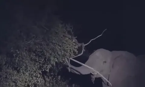 CLIP: Voi rừng nổi điên rung cây dọa báo hoa mai, linh cẩu tranh thủ trục lợi giữa đêm khuya